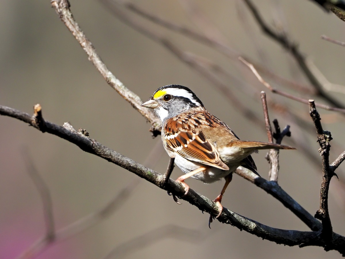White-throated Sparrow - ML324455261