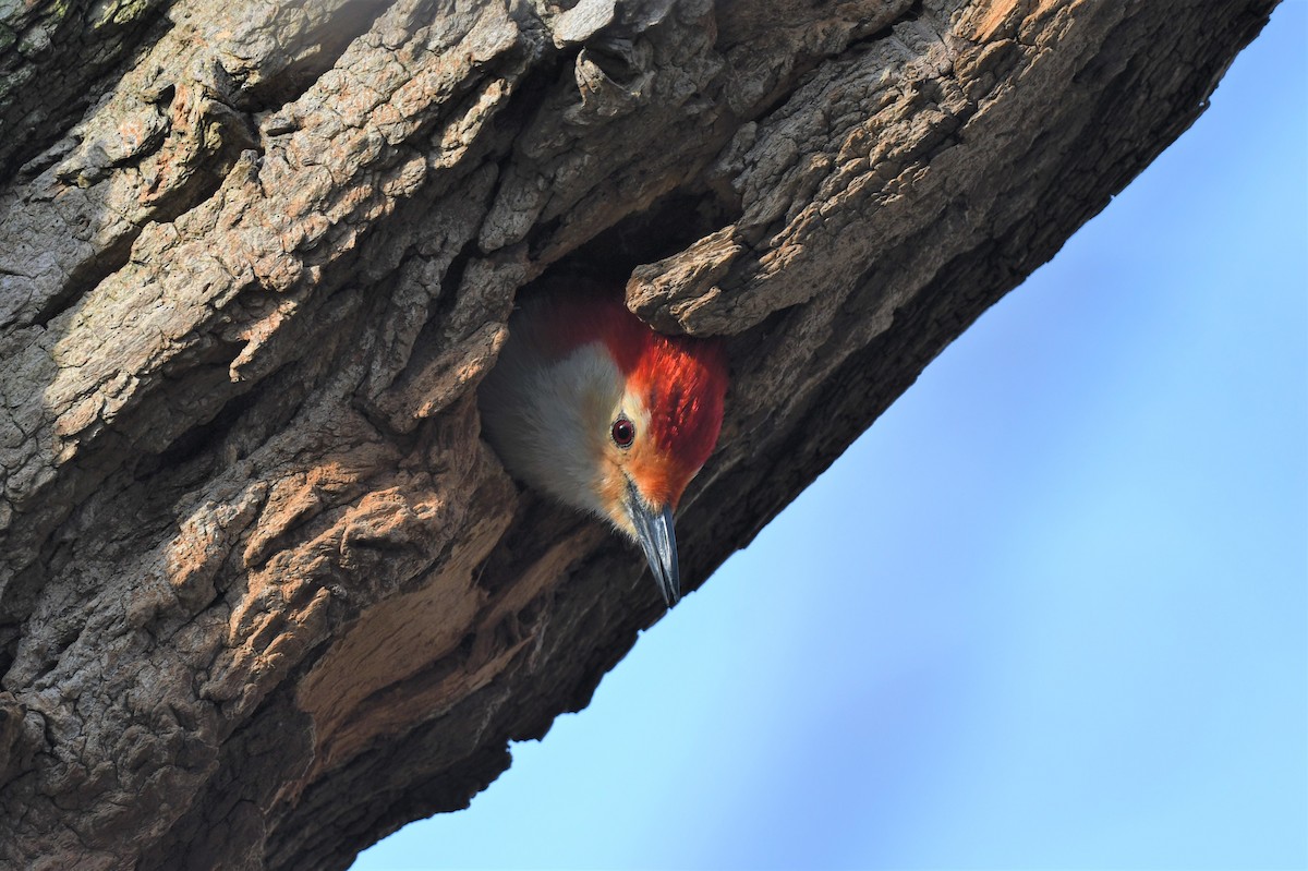 Red-bellied Woodpecker - ML324455671