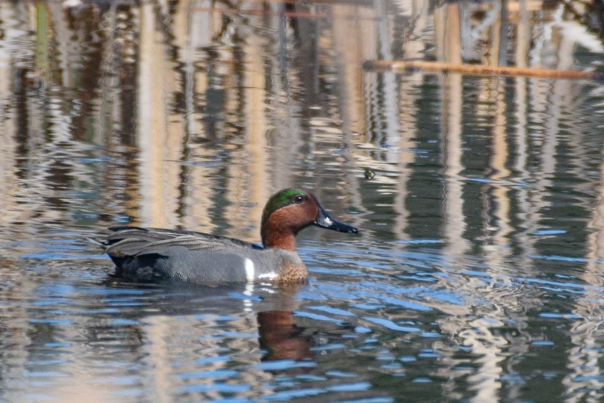 Green-winged Teal - ML324457761