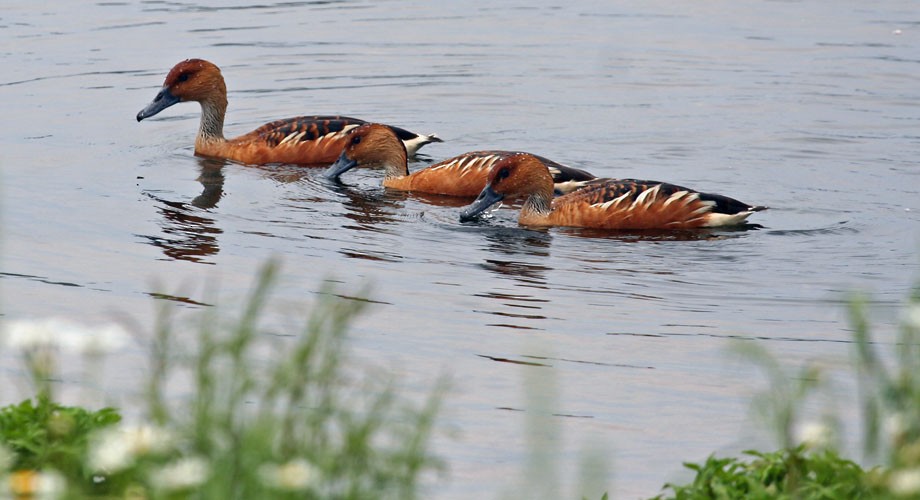 Fulvous Whistling-Duck - Omar Morales