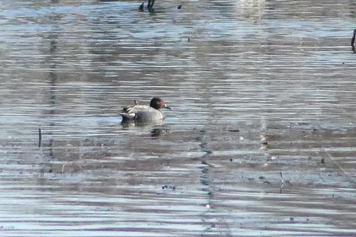 Green-winged Teal - ML324468191