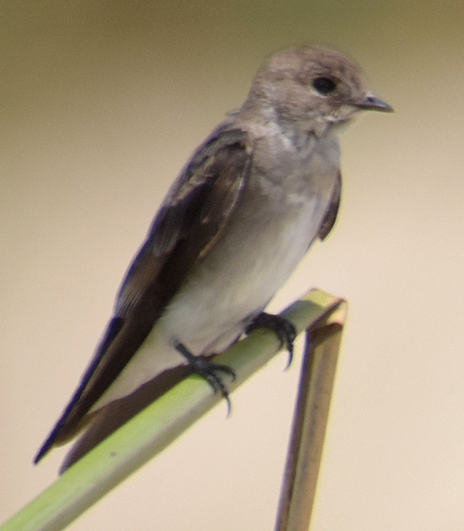 Northern Rough-winged Swallow - ML32447031