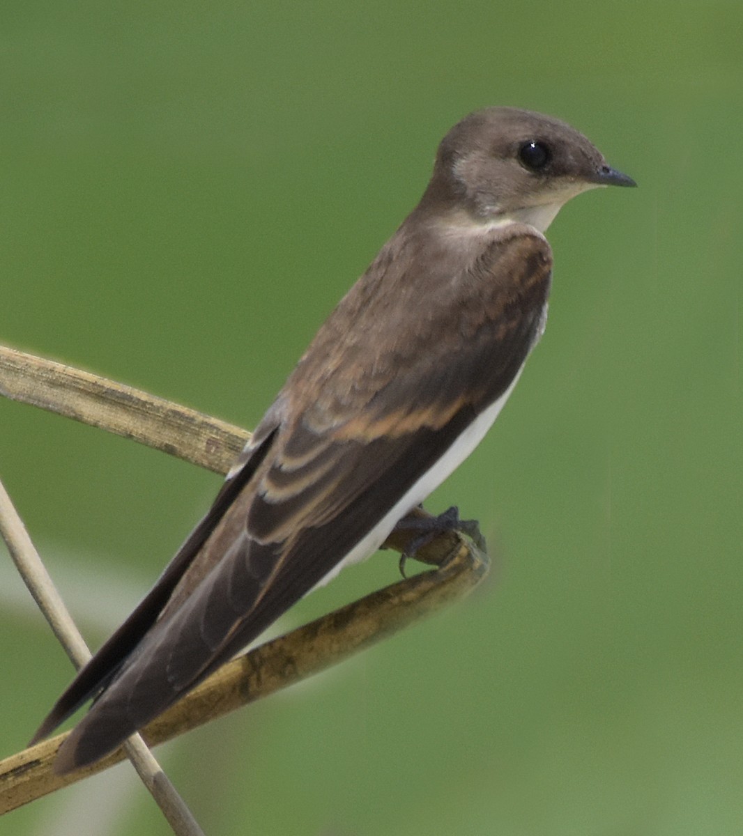 Northern Rough-winged Swallow - Steven Mlodinow