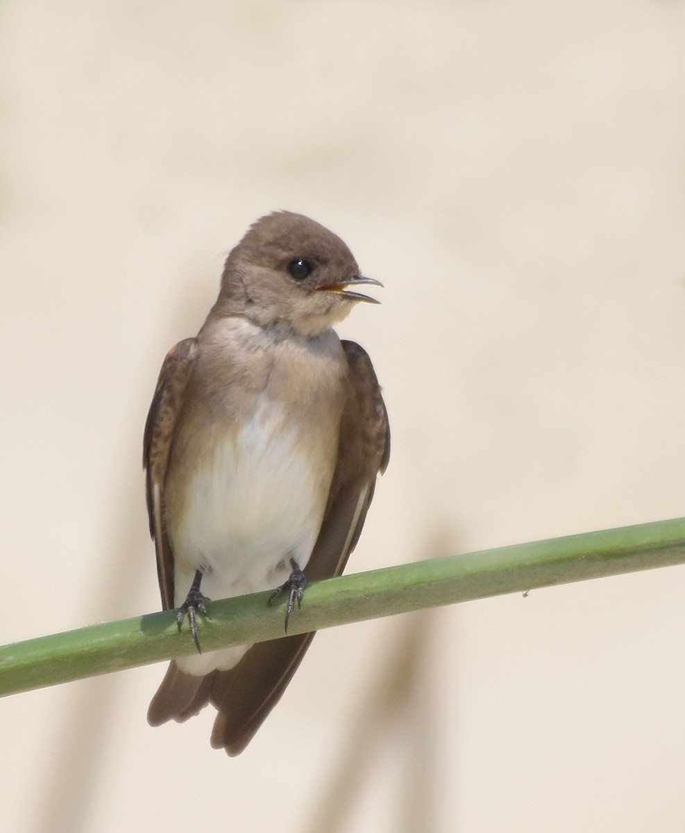 Northern Rough-winged Swallow - ML32447051