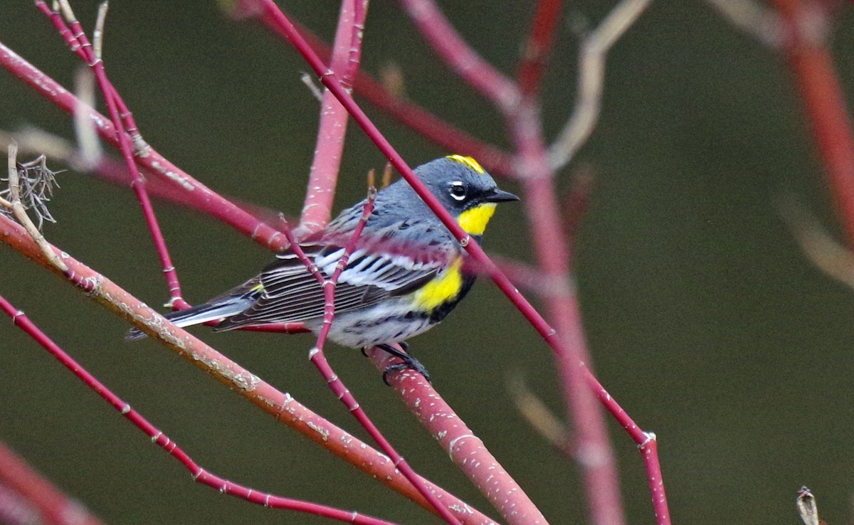 Yellow-rumped Warbler (Audubon's) - David Peppar