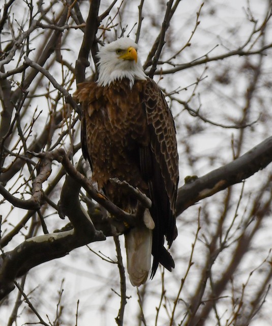 Águila Real/Cabeza Blanca - eBird