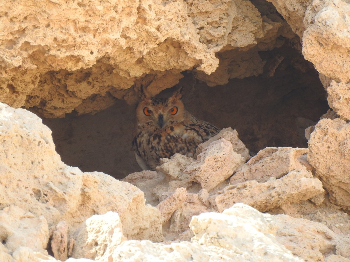 Pharaoh Eagle-Owl - ML324472981