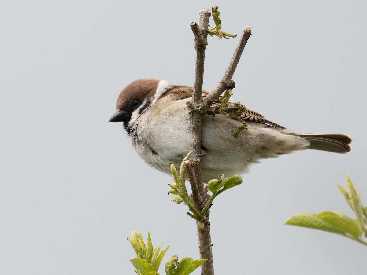 Eurasian Tree Sparrow - Simon Colenutt