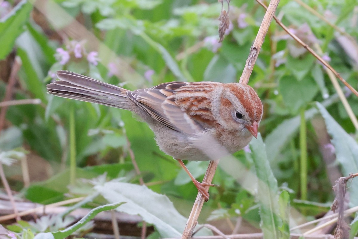 Field Sparrow - Allison Miller