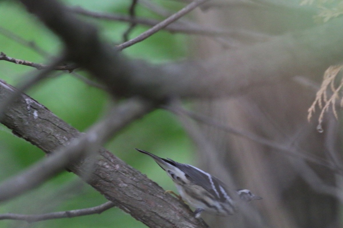 Black-and-white Warbler - ML32449181