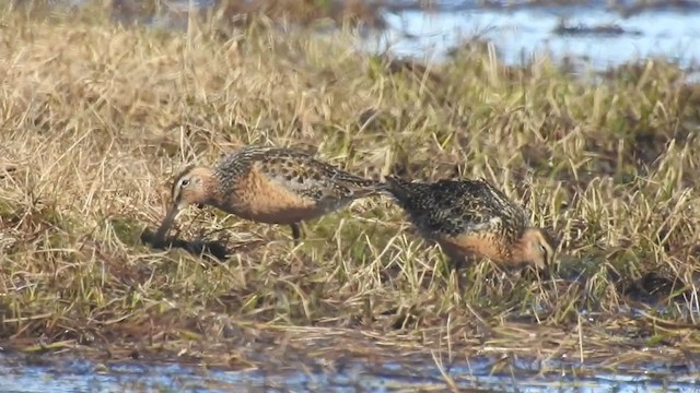 Long-billed Dowitcher - ML324492771