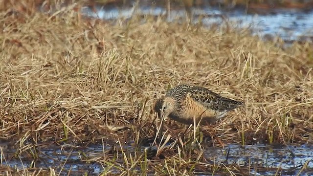 Long-billed Dowitcher - ML324492841