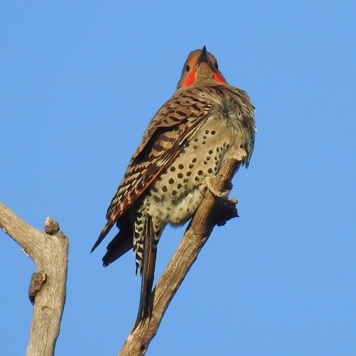 Northern Flicker (Red-shafted) - ML324492981