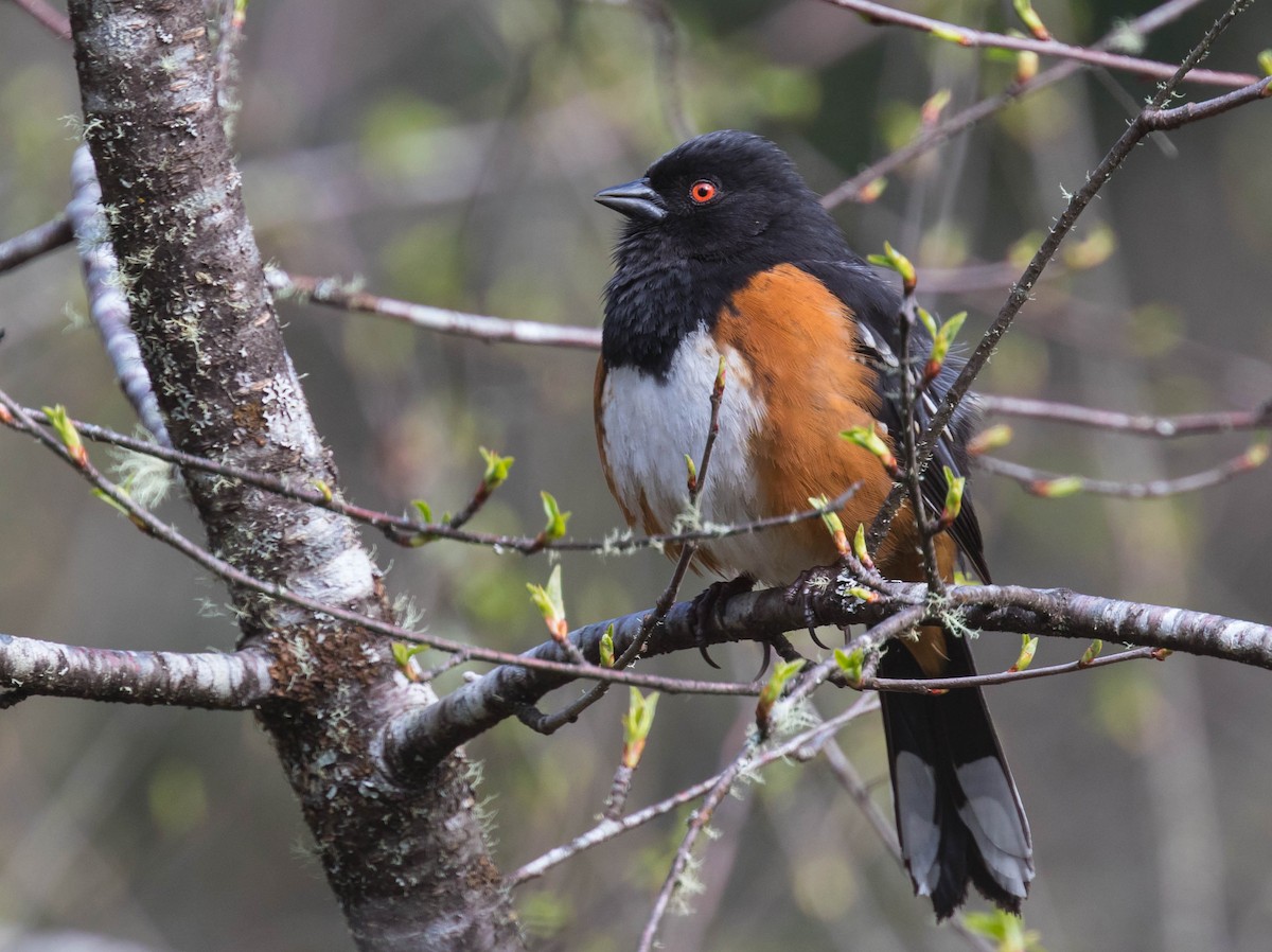 Spotted Towhee - ML324497301