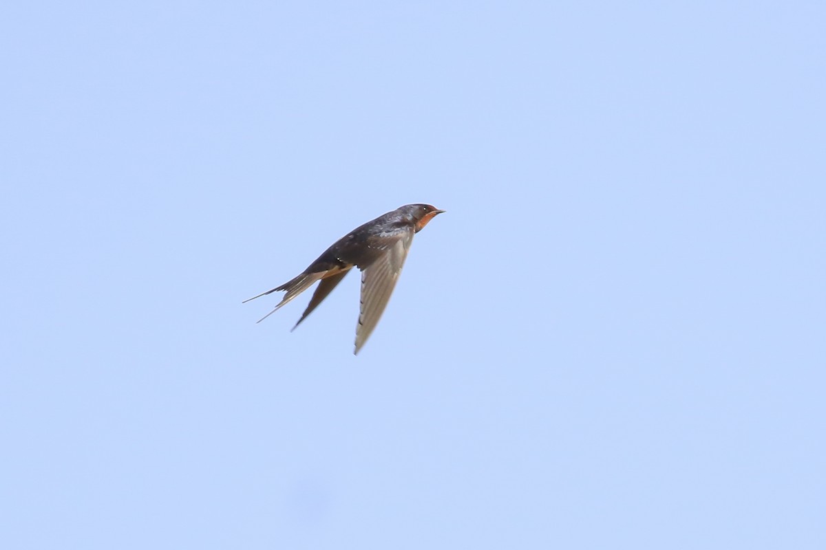Barn Swallow - Fikret Ataşalan