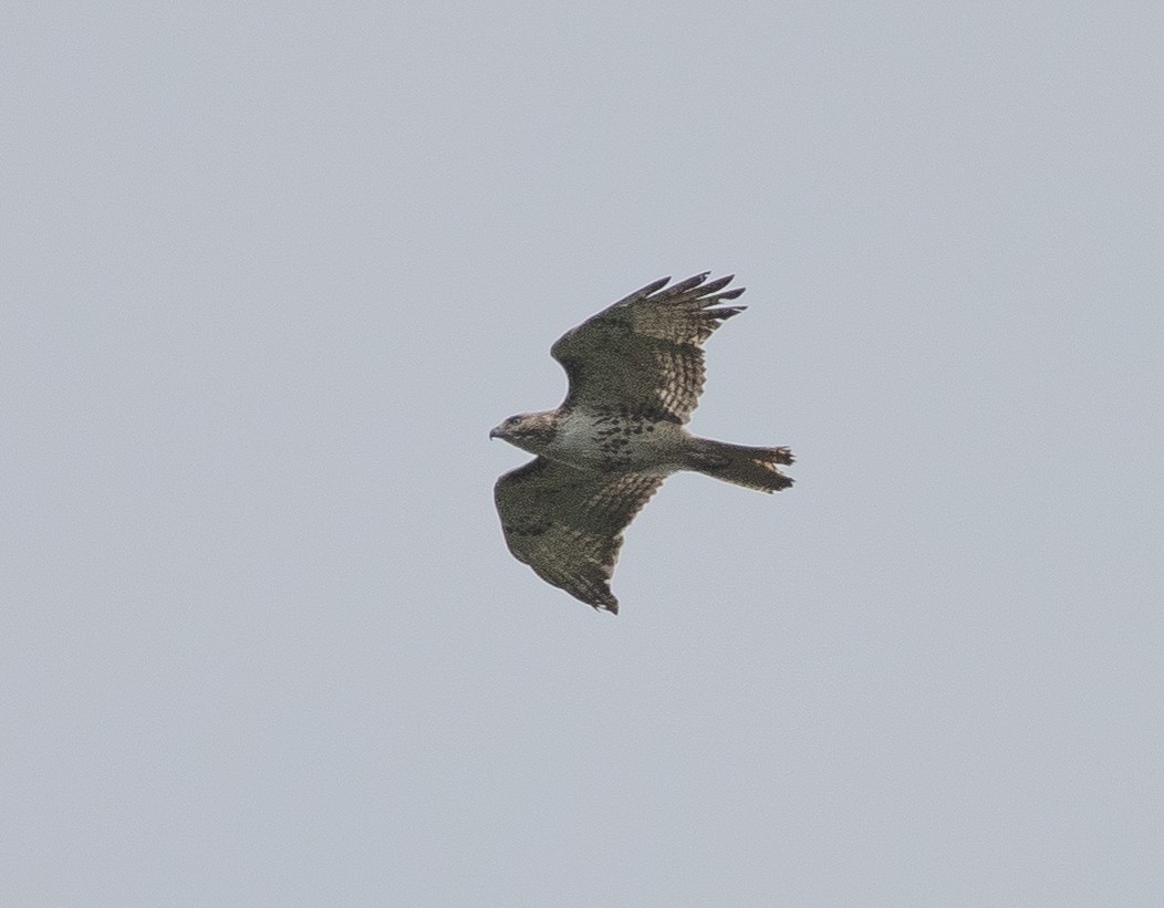 Red-tailed Hawk - ML324501491