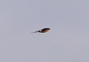Red-rumped Swallow - ML324506681