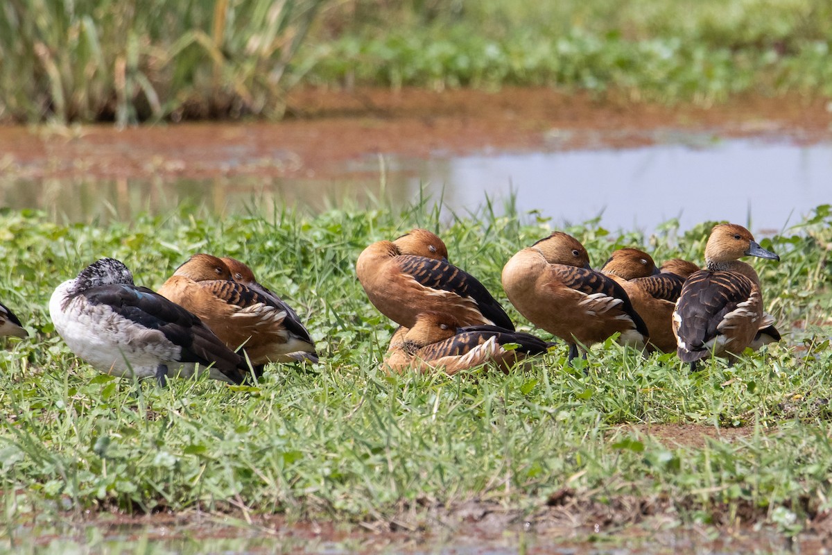 Fulvous Whistling-Duck - ML324507261