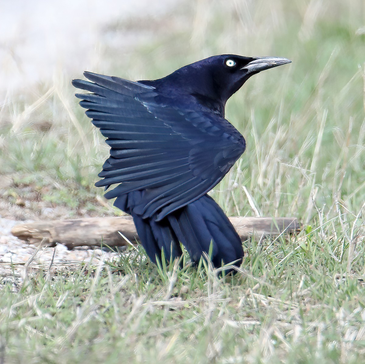 Great-tailed Grackle - ML324511601