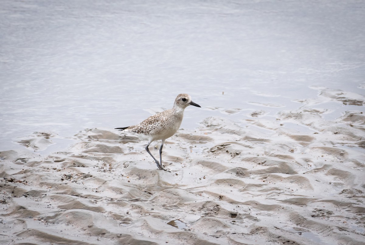 Black-bellied Plover - Guillermo NAGY Aramacao Tours