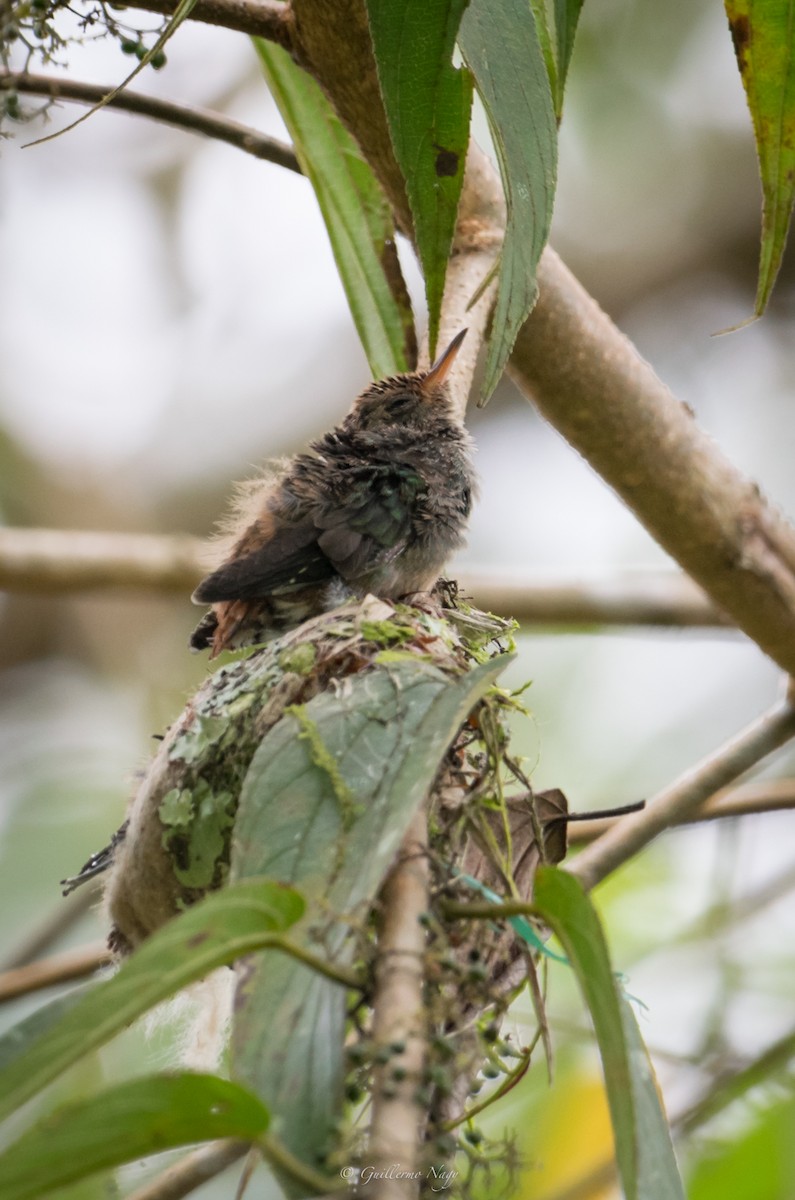 Rufous-tailed Hummingbird - Guillermo NAGY Aramacao Tours