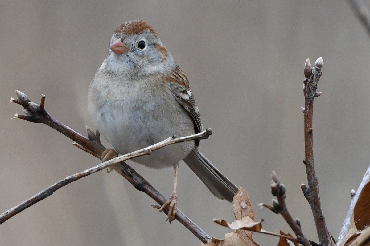 Field Sparrow - ML324517521