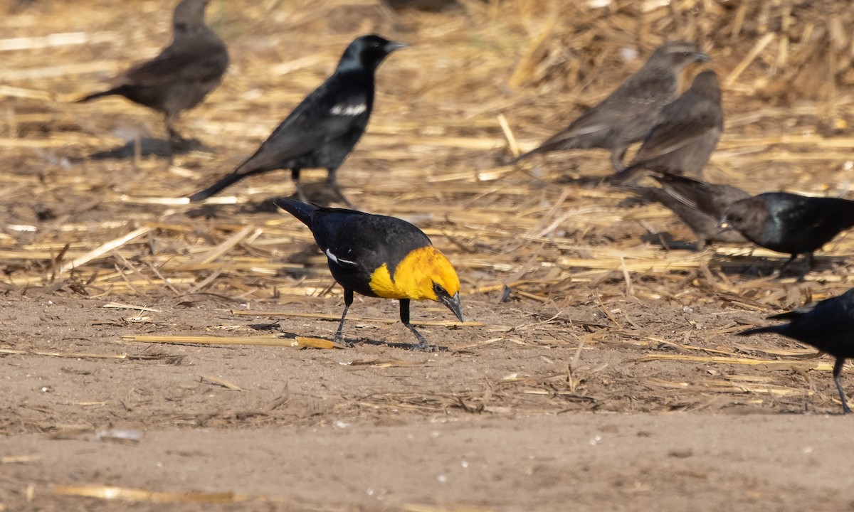 Yellow-headed Blackbird - Paul Fenwick