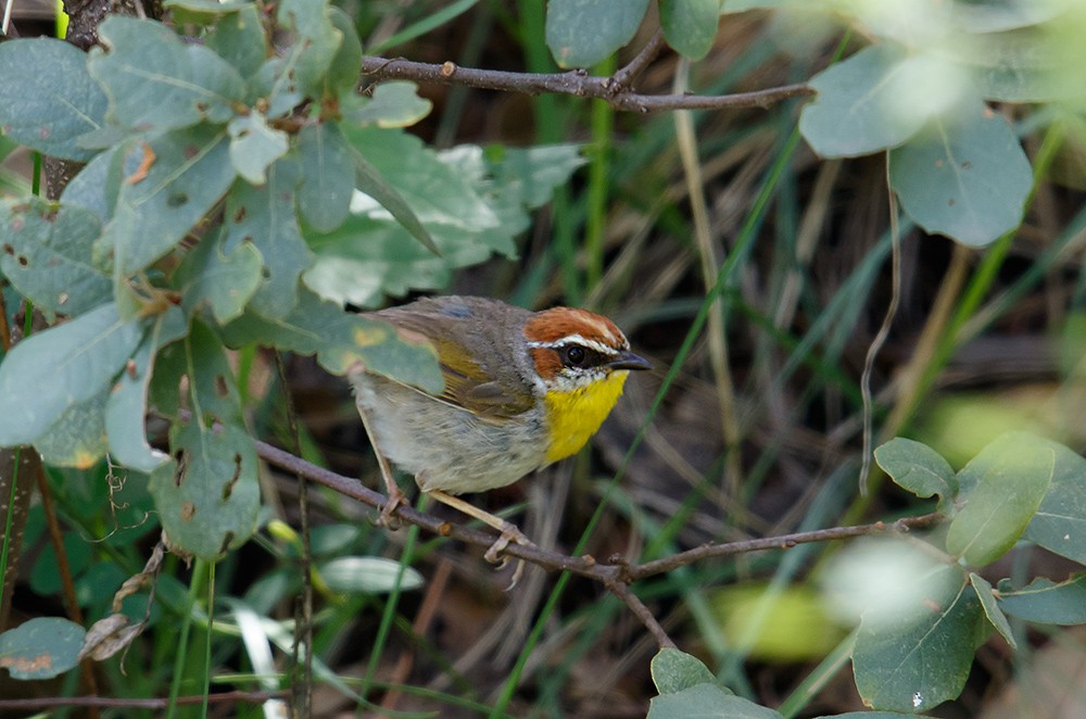 Rufous-capped Warbler - ML32452091
