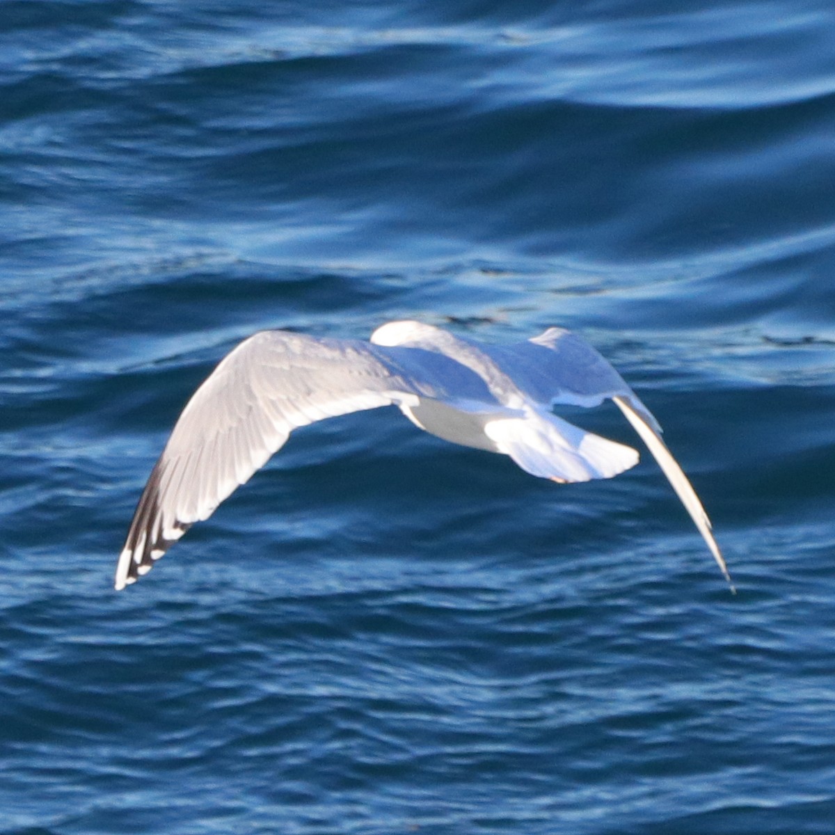 Herring x Glaucous-winged Gull (hybrid) - ML324522481