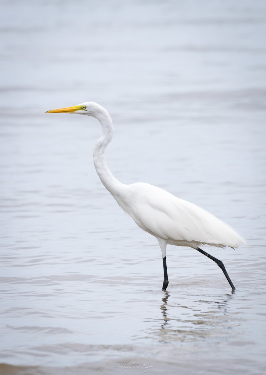 Great Egret - Guillermo NAGY Aramacao Tours