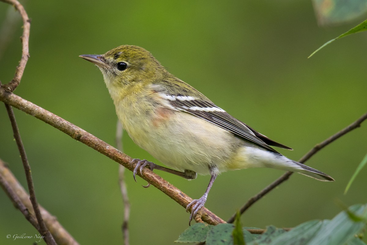Bay-breasted Warbler - ML324523521