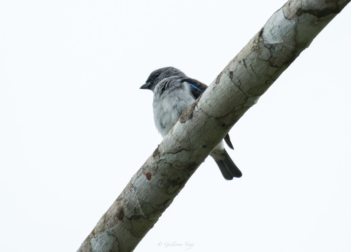 Plain-colored Tanager - ML324523831