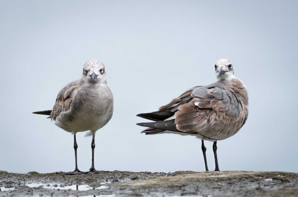 Laughing Gull - Guillermo NAGY Aramacao Tours