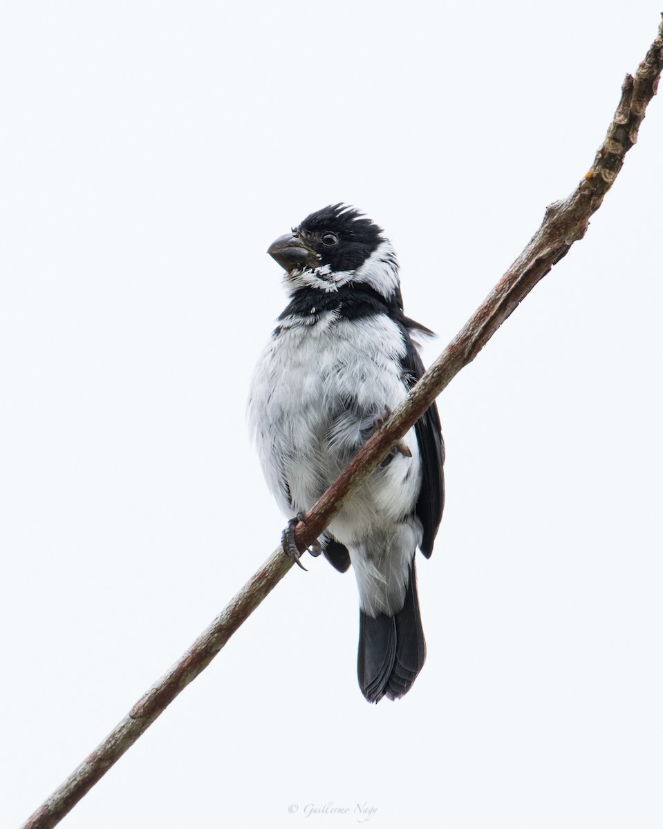 Variable Seedeater - ML324524721