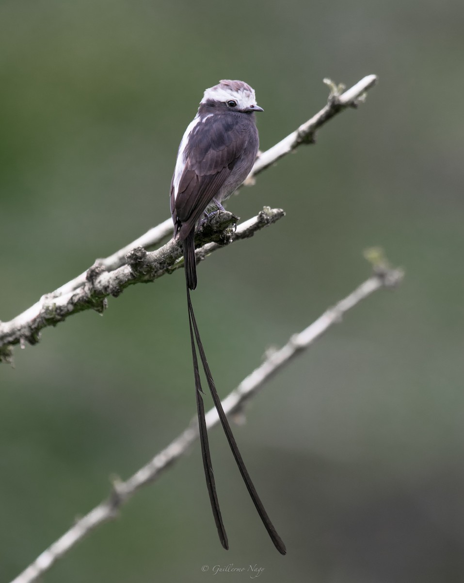Long-tailed Tyrant - Guillermo NAGY Aramacao Tours