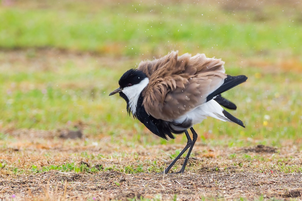 Spur-winged Lapwing - ML324526021