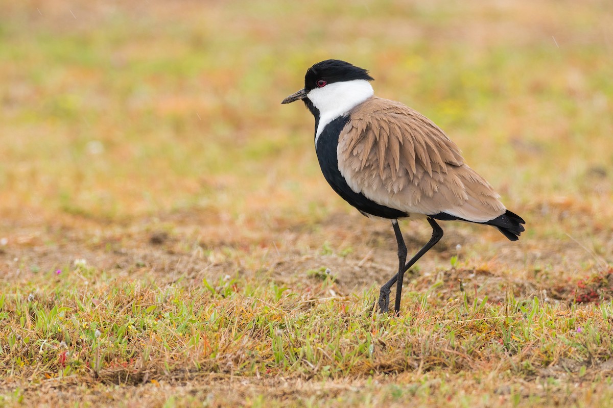 Spur-winged Lapwing - ML324526031
