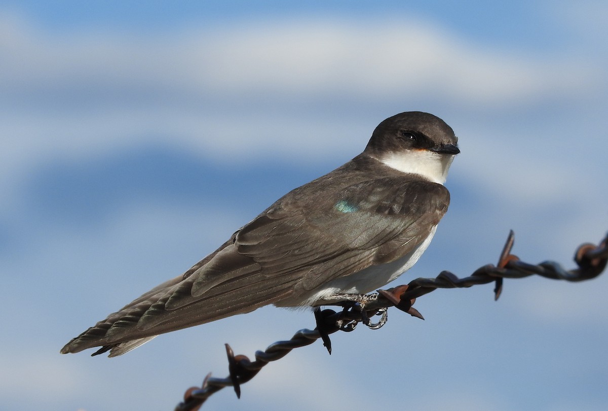 Tree Swallow - Mary Brown