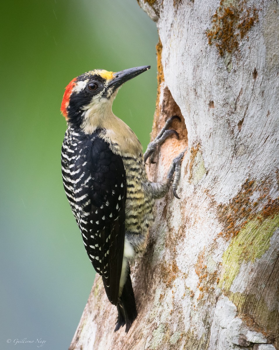 Black-cheeked Woodpecker - Guillermo NAGY Aramacao Tours