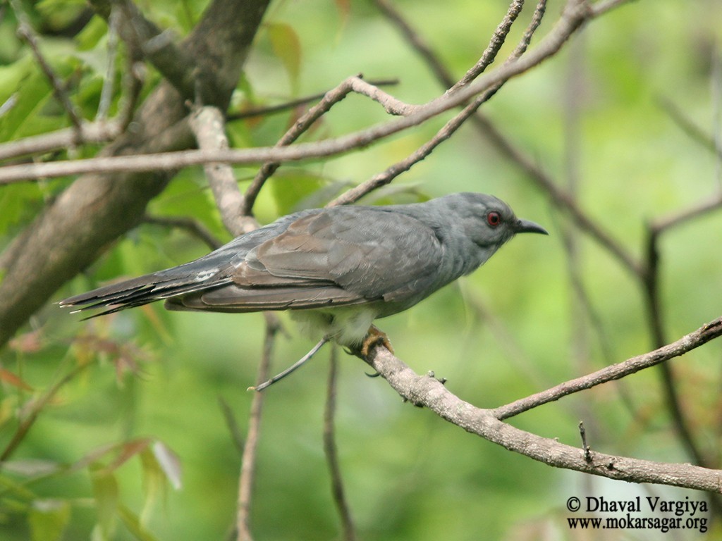 Gray-bellied Cuckoo - Dhaval  Vargiya
