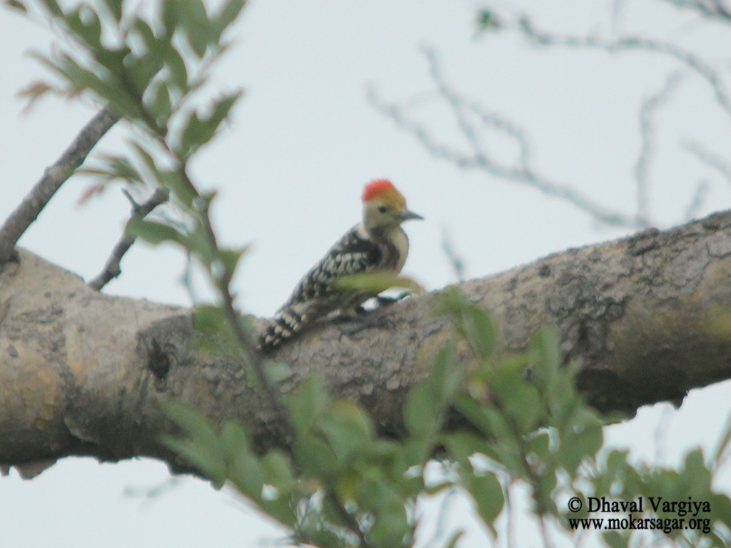 Yellow-crowned Woodpecker - Dhaval  Vargiya