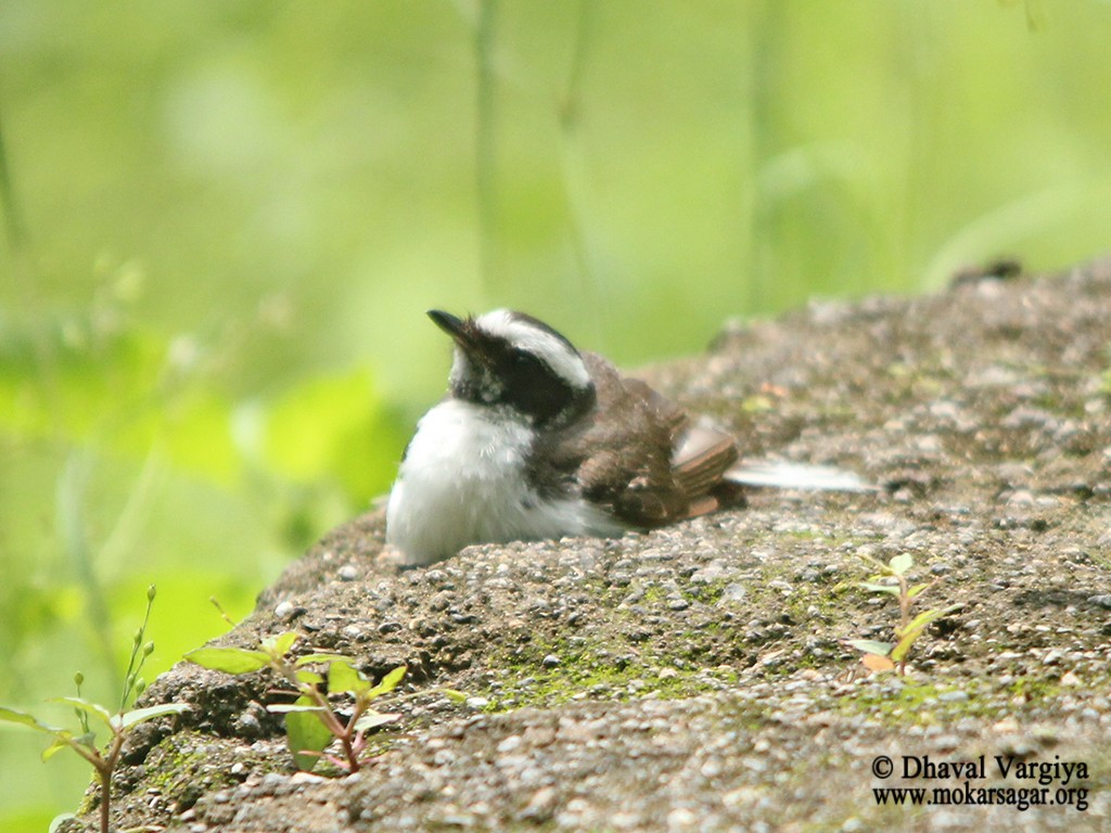 White-browed Fantail - ML32453361