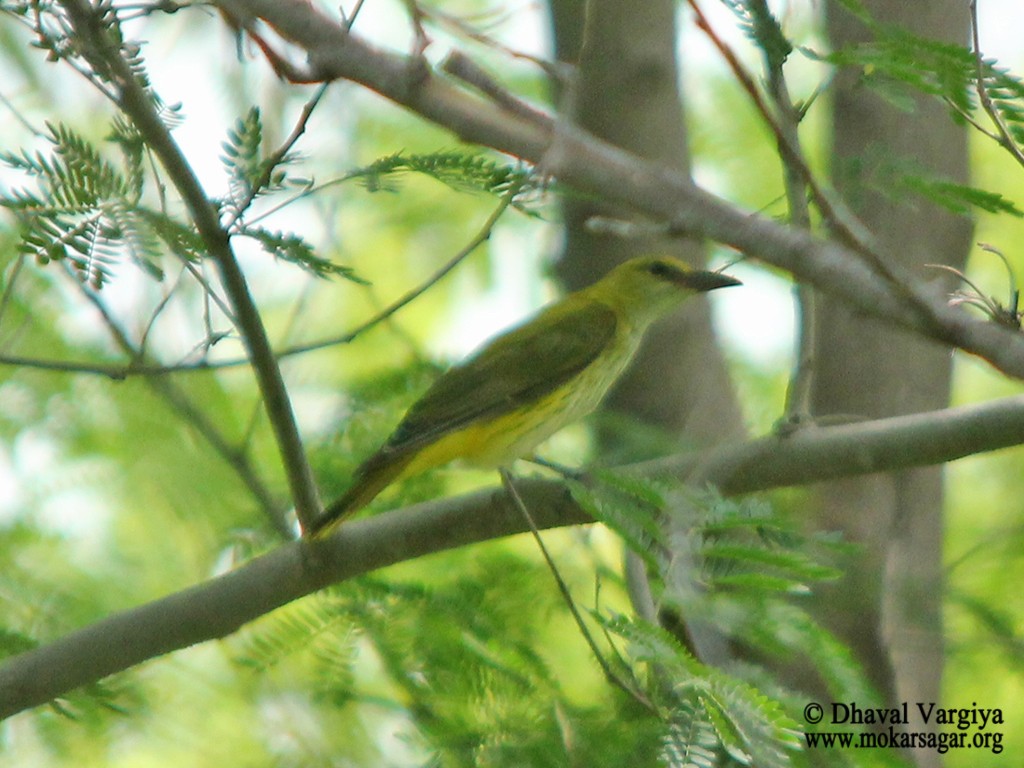 Indian Golden Oriole - ML32453371