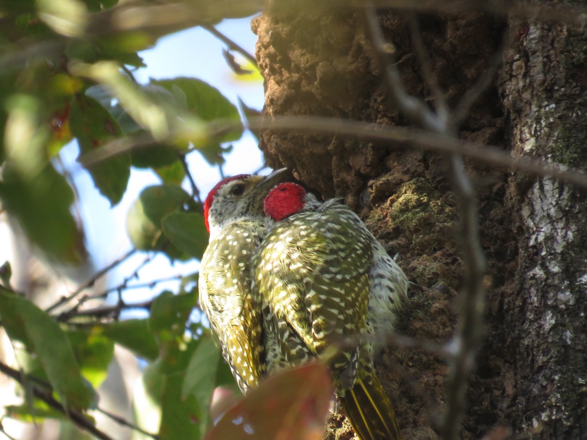 Green-backed Woodpecker - ML32453451