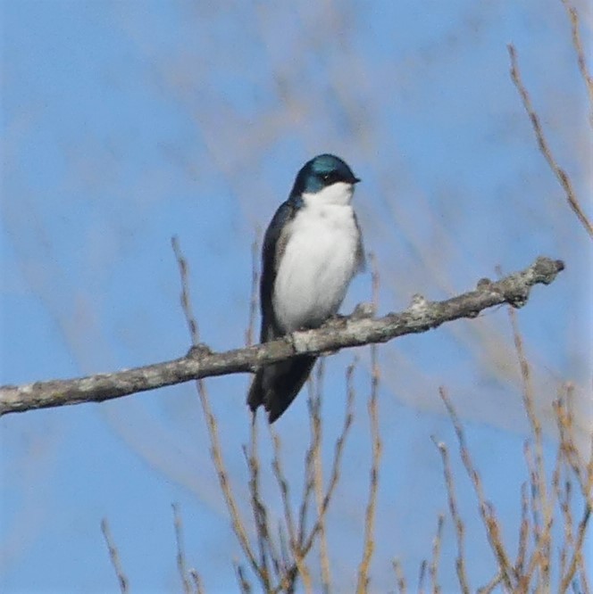 Tree Swallow - Suzanne Cholette