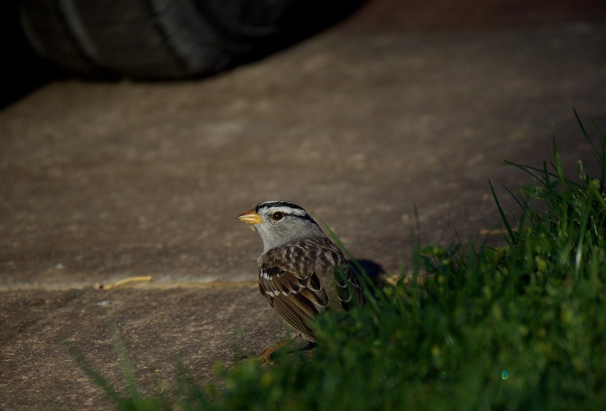 White-crowned Sparrow - ML324535921