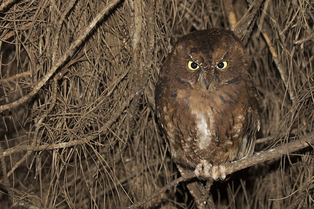 Madagascar Scops-Owl (Rainforest) - Zak Pohlen