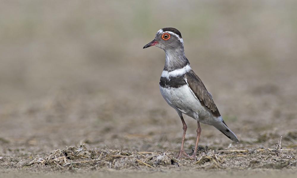 Three-banded Plover - ML32453771