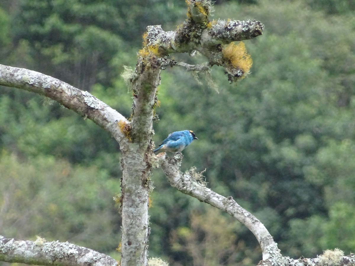 Golden-naped Tanager - ML324539661