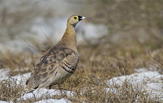  - Madagascar Sandgrouse